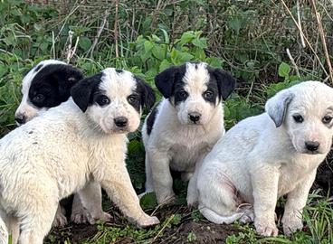 Cuccioli Asia centrale