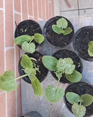 Piantine zucchine pronte – Rimini