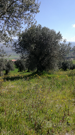 Appezzamento di terreno con ulivi