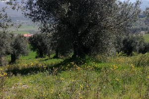 Appezzamento di terreno con ulivi