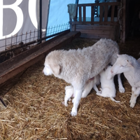Cuccioli di maremmano