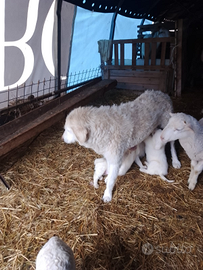 Cuccioli di maremmano