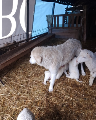 Cuccioli di maremmano
