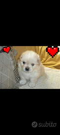 Mini maltipoo maschio