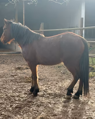 Cavallo Tolfetano