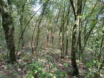 Bosco a Amelia