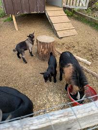 Capretto 2 mesi nero