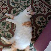 Coppia gattini rossi nati il 25/04/25