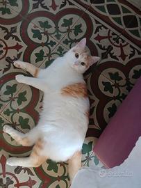 Coppia gattini rossi nati il 25/04/25