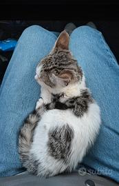 gattino gatto micio