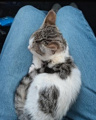 gattino gatto micio