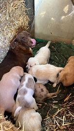 8 Cuccioli meticci taglia piccola/media