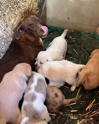 8 Cuccioli meticci taglia piccola/media