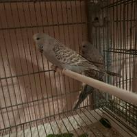 Il Pappagalli tutti di tutti i tipi