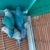 Inseparabili