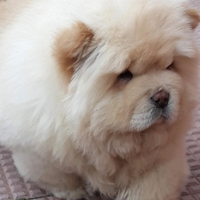 Cucciolo Chow Chow con pedigree