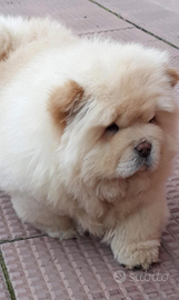 Cucciolo Chow Chow con pedigree