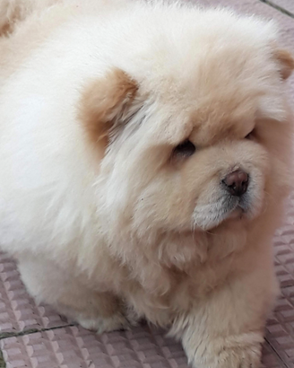 Cucciolo Chow Chow con pedigree