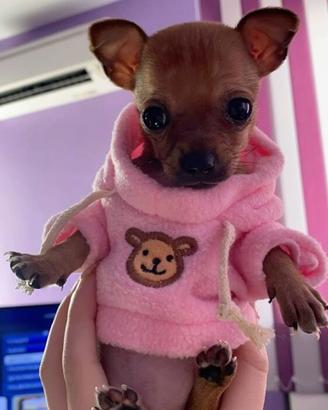 Pincher toy cuccioli