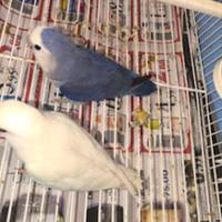 Coppia di inseparabili riproduttiva