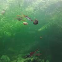 25 avanotti pesci guppy 10 euro