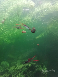 25 avanotti pesci guppy 10 euro