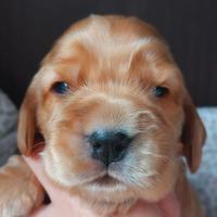 Cuccioli cocker spaniel inglese