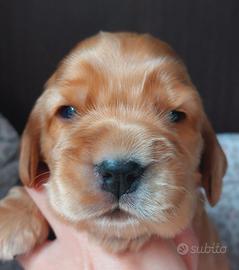 Cuccioli cocker spaniel inglese