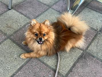 Pomerania
