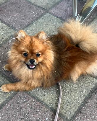 Pomerania