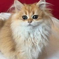 British femmina con pedigree