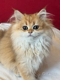 British femmina con pedigree