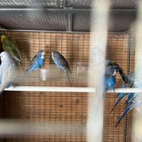 Cocorite (portatore di Black e ala nera )