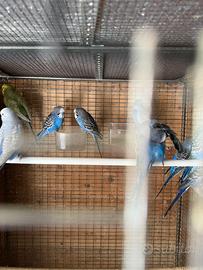 Cocorite (portatore di Black e ala nera )