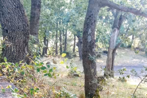 Terreno boschivo strada per l'etna