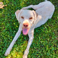 Lagotti Romagnoli vaccinati con pedigree