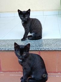 Gattini inseparabili