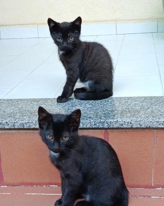 Gattini inseparabili