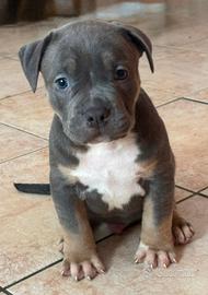 American Pitbull terrier
