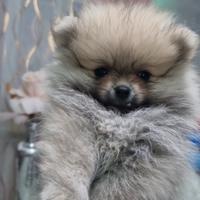 volpini pomerania 