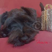 Cucciola Schnauzer Nano Nero