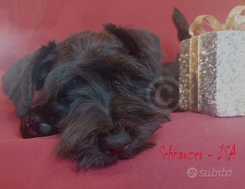 Cucciola Schnauzer Nano Nero