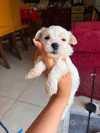 Maltese