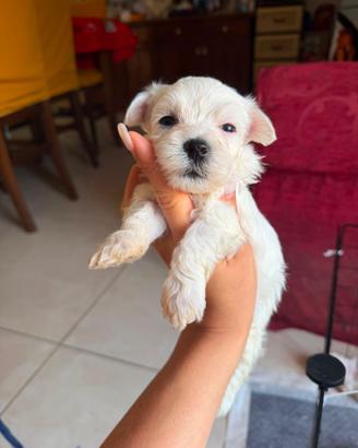 Maltese