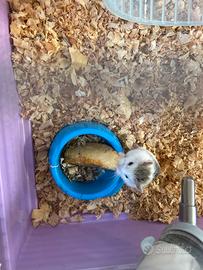 Criceto da appartamento