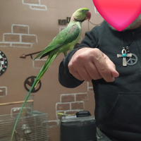 Pulli Grande Alessandrino