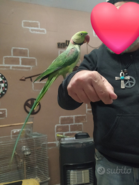 Pulli Grande Alessandrino