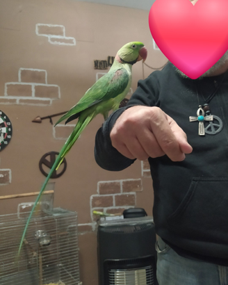 Pulli Grande Alessandrino