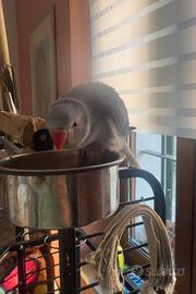 Parrocchetto dal colore raro