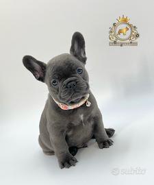 Dolcissimo Bulldog francese Total Blu